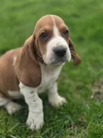 Tater, a male Basset Hound for sale in Centerville, IA – Photo 2 of 4