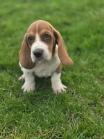 Tater, a male Basset Hound for sale in Centerville, IA – Photo 3 of 4
