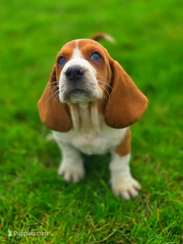 Tater – Basset Hound puppy for sale in Centerville, IA