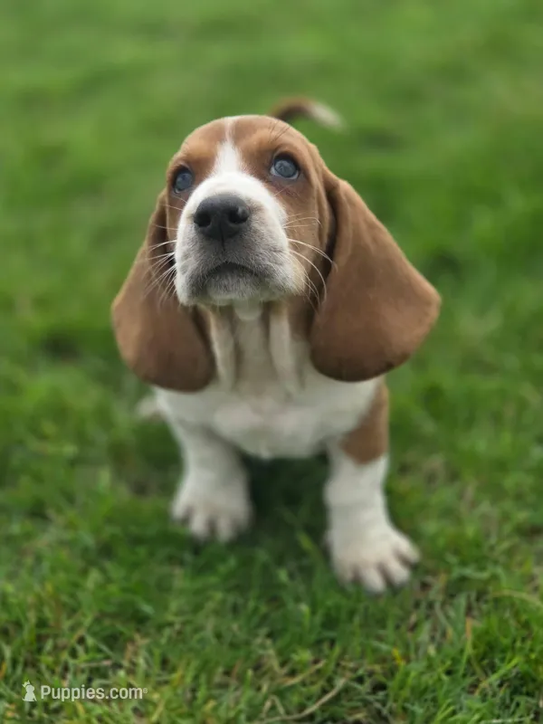 Tater – Basset Hound puppy for sale in Centerville, IA