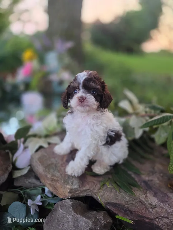 Charles – Cavapoo puppy for sale in Centerville, IA