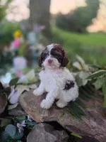 Charles, a male Cavapoo for sale in Centerville, IA – 2 of 9