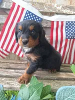 Maverick, a male Bernedoodle for sale in Centerville, IA – 7 of 10