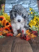 Shelley, , a female Goldendoodle for sale in Centerville, IA – 8 of 8