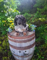 Bluey., a male Goldendoodle for sale in Centerville, IA – 4 of 5