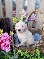 Luna May, a female Golden Retriever and English Cream Golden Retriever for sale in Centerville, IA – Photo 4 of 7