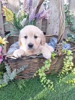 Luna May, a female Golden Retriever and English Cream Golden Retriever for sale in Centerville, IA – Photo 5 of 7
