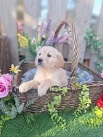 Luna May, a female Golden Retriever and English Cream Golden Retriever for sale in Centerville, IA – Photo 1 of 7