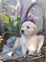 Luna May, a female Golden Retriever and English Cream Golden Retriever for sale in Centerville, IA – Photo 2 of 7