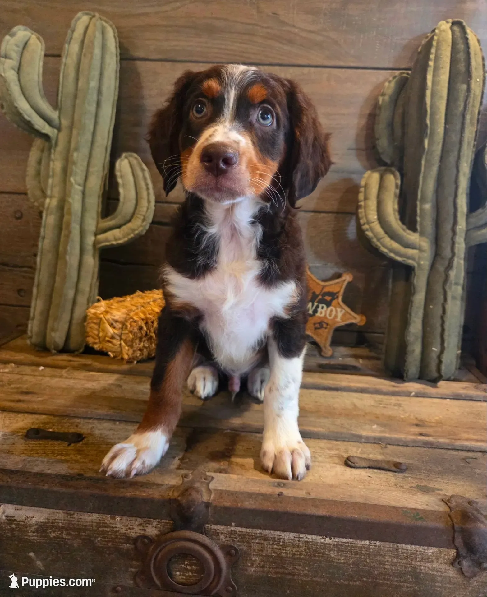 Ranger, a male Bernese Mountain Dog and Golden Retriever for sale in Centerville, IA – 3 of 3