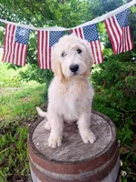Teddy., a female English Goldendoodle for sale in Centerville, IA – 4 of 4