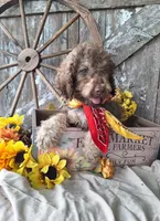 Pablo Jr, a male Goldendoodle for sale in Centerville, IA – 5 of 5