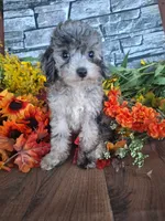 Shelley, , a female Goldendoodle for sale in Centerville, IA – 7 of 8