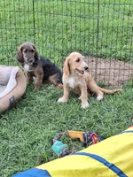 Princess long ears, a female Basset Hound for sale in Centerville, IA – 5 of 5