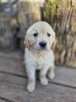Charlie, a male Golden Retriever and English Cream Golden Retriever for sale in Centerville, IA – Photo 2 of 3