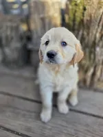 Charlie, a male Golden Retriever and English Cream Golden Retriever for sale in Centerville, IA – Photo 3 of 3