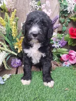 Heidi, a female Bernedoodle for sale in Centerville, IA – Photo 5 of 6