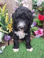 Heidi, a female Bernedoodle for sale in Centerville, IA – Photo 2 of 6