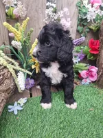 Heidi, a female Bernedoodle for sale in Centerville, IA – Photo 4 of 6