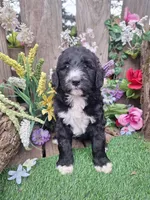 Heidi, a female Bernedoodle for sale in Centerville, IA – Photo 1 of 6