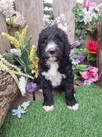 Heidi, a female Bernedoodle for sale in Centerville, IA – Photo 6 of 6