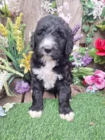 Heidi, a female Bernedoodle for sale in Centerville, IA – Photo 3 of 6