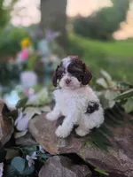 Charles, a male Cavapoo for sale in Centerville, IA – 8 of 9
