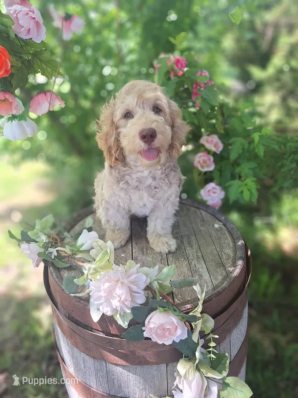 Addie – Miniature Goldendoodle puppy for sale in Centerville, IA