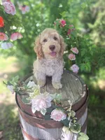 Addie, a female Miniature Goldendoodle for sale in Centerville, IA – 1 of 6