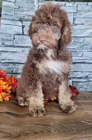 Bailey, a female Goldendoodle for sale in Centerville, IA – 2 of 6