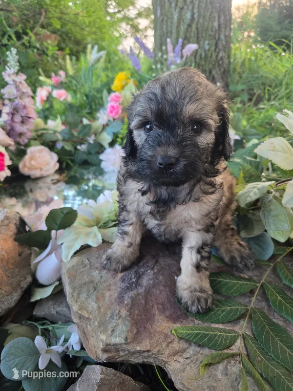 Brenda – Bernedoodle puppy for sale in Centerville, IA