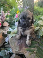 Brenda, a female Bernedoodle for sale in Centerville, IA – 1 of 7
