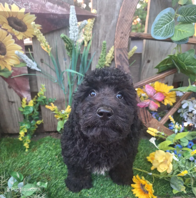  Rocky,  – Goldendoodle puppy for sale in Centerville, IA