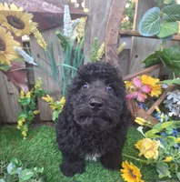  Rocky, , a male Goldendoodle for sale in Centerville, IA – 1 of 10