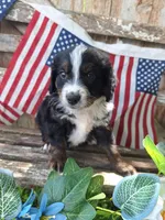 Cooper, a male Bernedoodle for sale in Centerville, IA – 2 of 8
