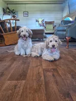 Abby, , a female Miniature Goldendoodle for sale in Centerville, IA – 6 of 7