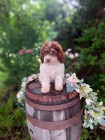 Tammy., a female Miniature Goldendoodle for sale in Centerville, IA – 8 of 8