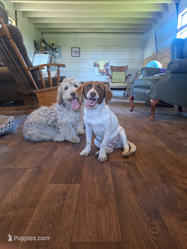 Clarabelle – Basset Hound, Beagle puppy for sale in Centerville, IA