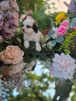 Dolly., a female Bernedoodle for sale in Centerville, IA – 6 of 10