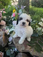 Dolly., a female Bernedoodle for sale in Centerville, IA – 4 of 10