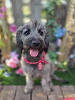 Sage, a female Goldendoodle for sale in Centerville, IA – Photo 3 of 6