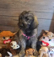 Sage, a female Goldendoodle for sale in Centerville, IA – Photo 2 of 3