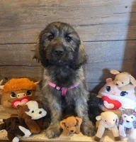 Sage, a female Goldendoodle for sale in Centerville, IA – Photo 3 of 3