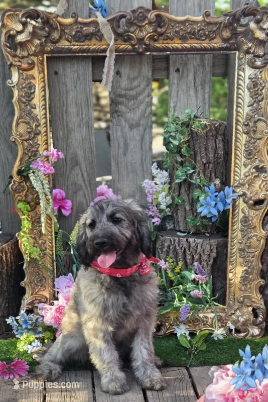 Sage – Goldendoodle puppy for sale in Centerville, IA