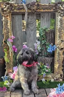 Sage, a female Goldendoodle for sale in Centerville, IA – Photo 1 of 6