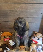 Sage, a female Goldendoodle for sale in Centerville, IA – Photo 1 of 3