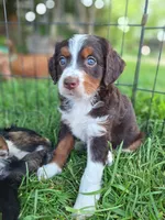Ranger., a female Bernese Mountain Dog and Golden Retriever for sale in Centerville, IA – 8 of 10