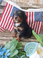Maverick, a male Bernedoodle for sale in Centerville, IA – 6 of 10