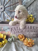 Luna., a female Goldendoodle for sale in Centerville, IA – 10 of 10