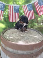 Cody, a male Bernedoodle for sale in Centerville, IA – 6 of 7